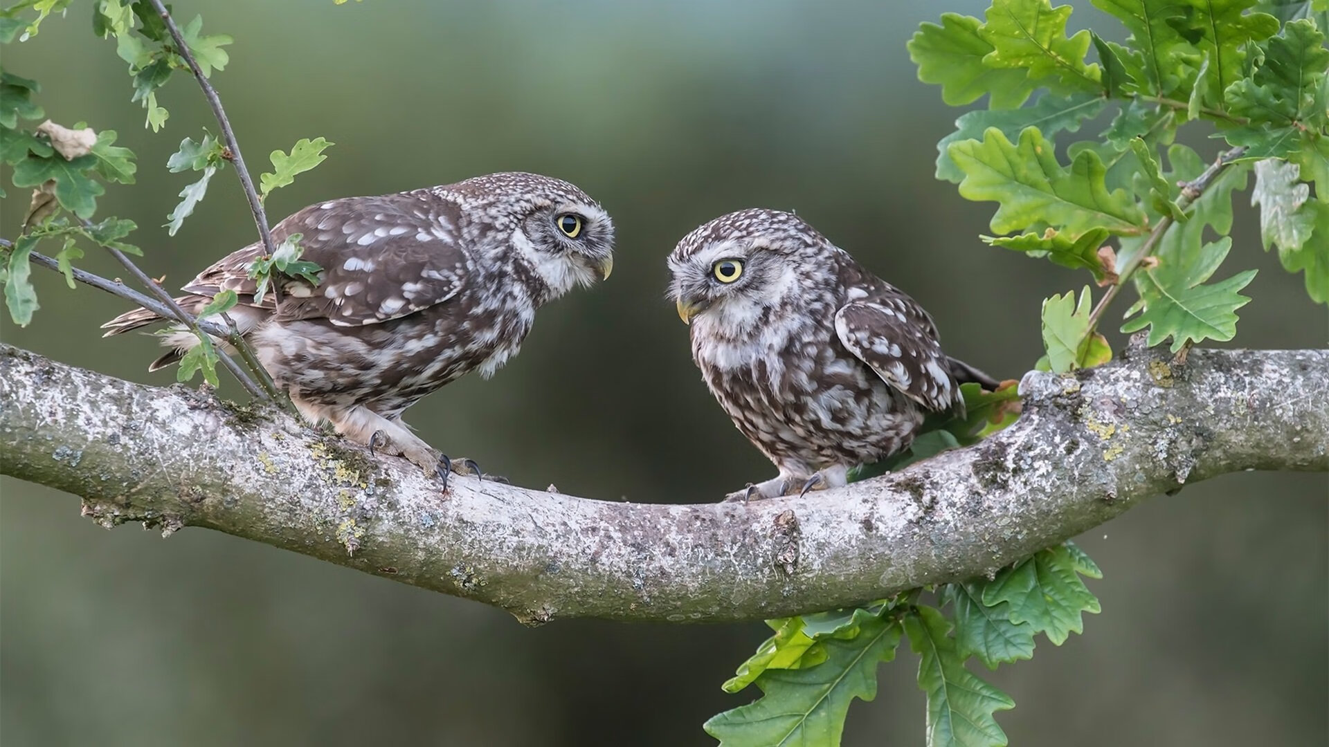 乐鱼体育APP下载-火箭对阵魔术，欧文展现巨星价值，一记绝杀定义比赛